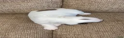 Sprocker dogs for sale: 🐾 Beautiful Sprocker Spaniel Puppies 🐾 - Advert 3