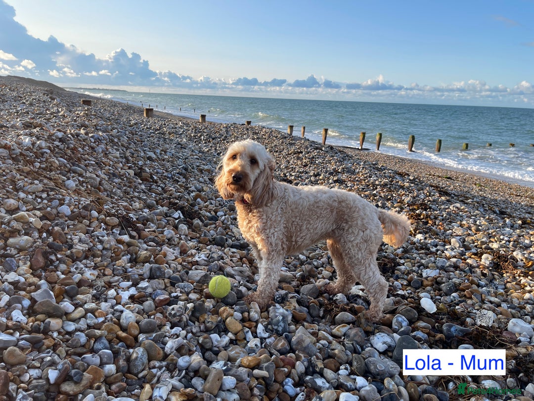 Cockapoo dogs for sale: Red Miniature Cockapoos – F1B - Advert 2