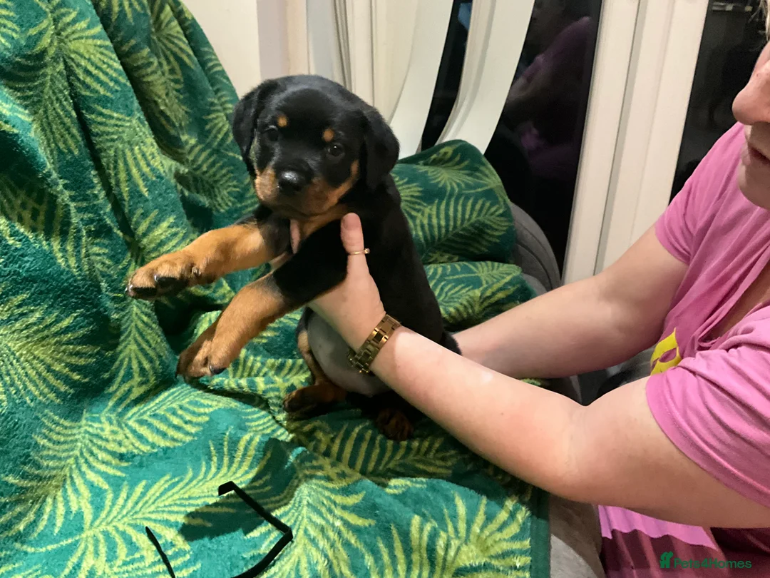 Rottweiler dogs for sale: Rottweiler puppies - Advert 7