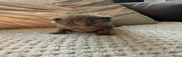 Mixed Breed cats for sale: ✨🐾Stunning domestic long haired kittens  - Advert 6