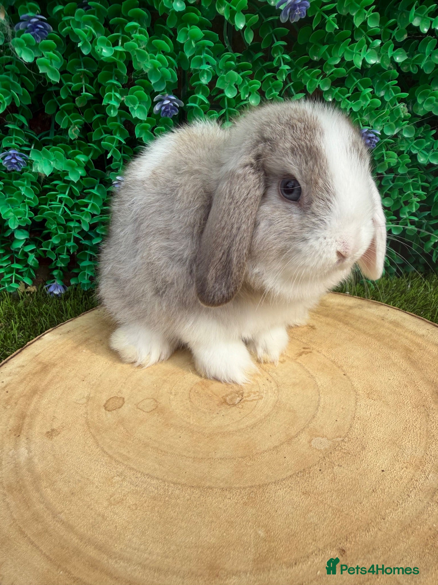 Mini Lop rabbits 🥰😍Stunning purebred mini lops  - Advert 6