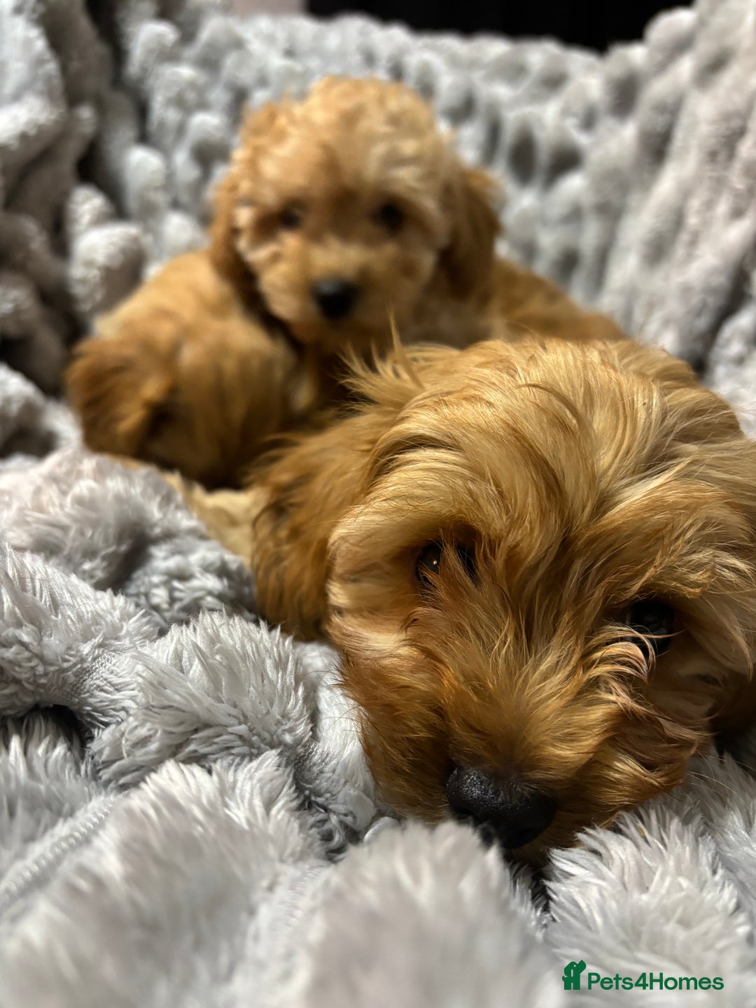 Cavapoo dogs for sale: Gorgeous F1 Cavapoo pups, health tested🐾 - Advert 4