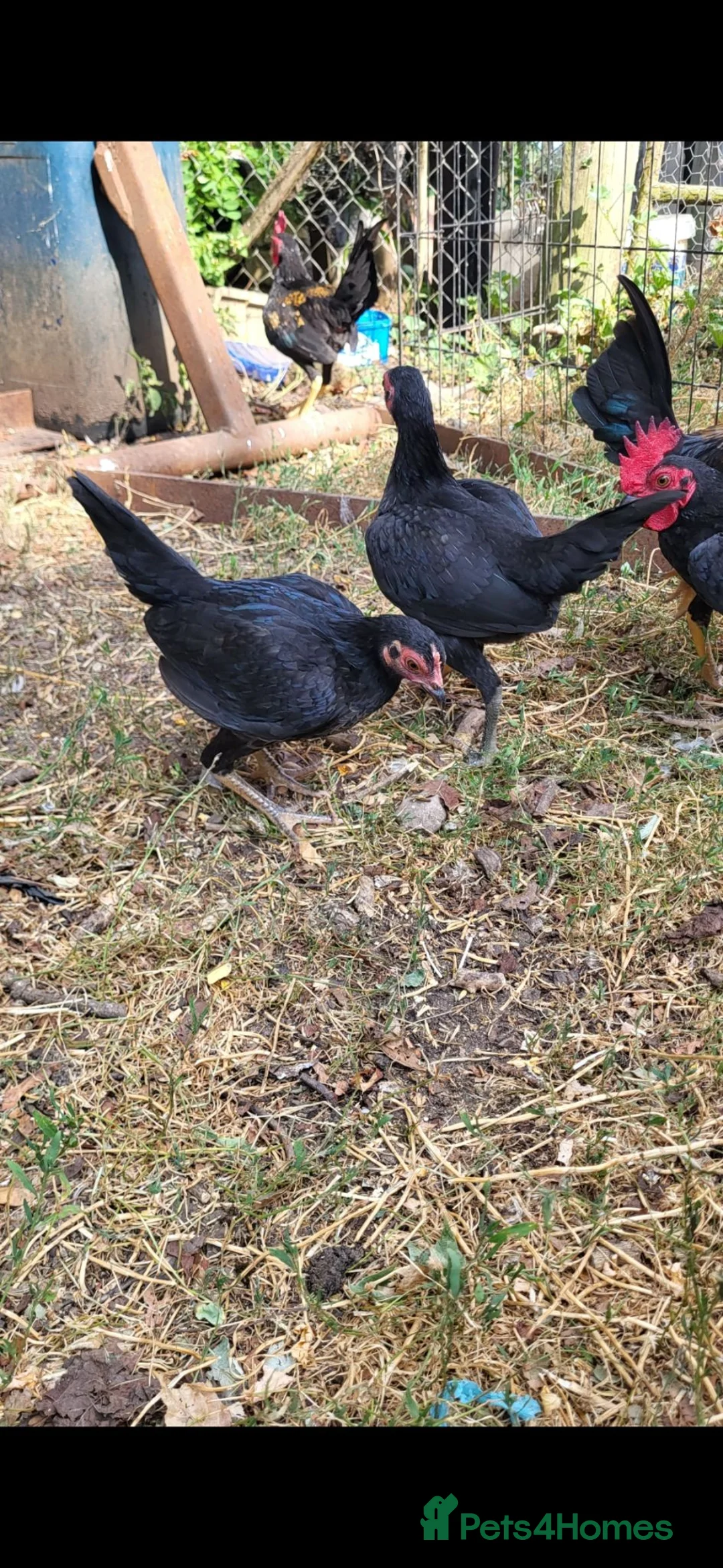 Chickens poultry for sale: Old English Game Bantams in Stratford-upon-Avon - Advert 2