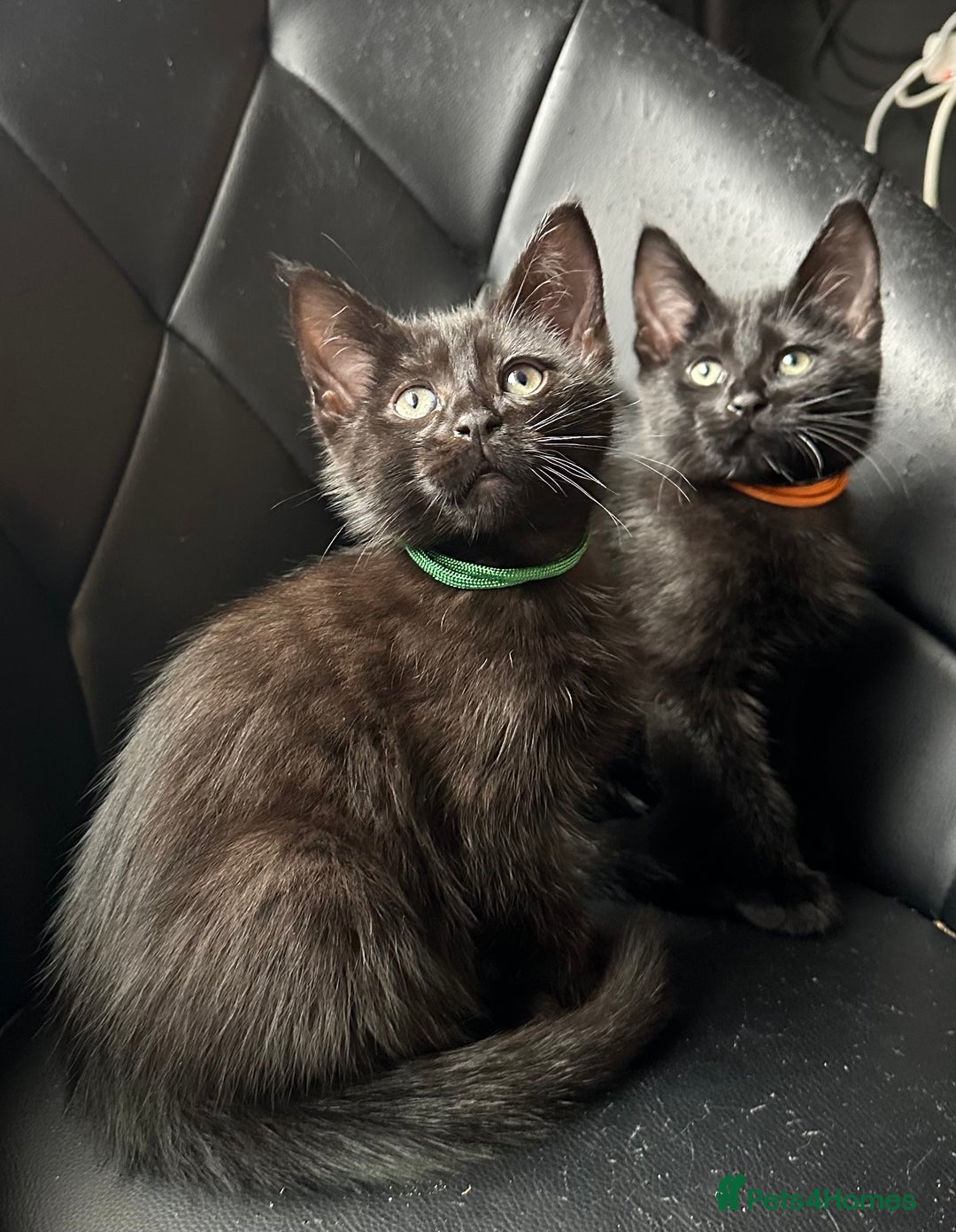 Maine Coon cats for sale: Maine Coon Kittens  - Advert 1