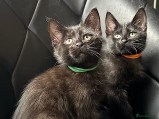 Maine Coon cats Maine Coon Kittens - Advert 2