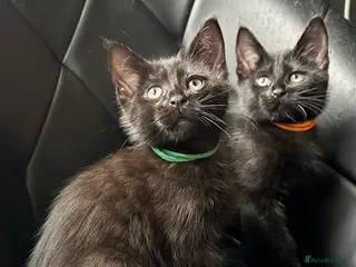 Maine Coon cats Maine Coon Kittens - Advert 7