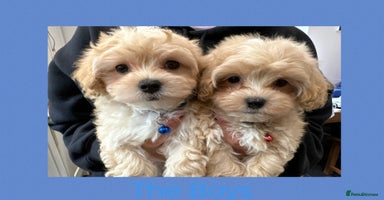 Maltipoo dogs - Advert 9