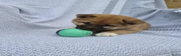 Japanese Shiba Inu dogs for sale: Last Lovely Shiba Inu Puppy, Ready for home now! - Advert 19