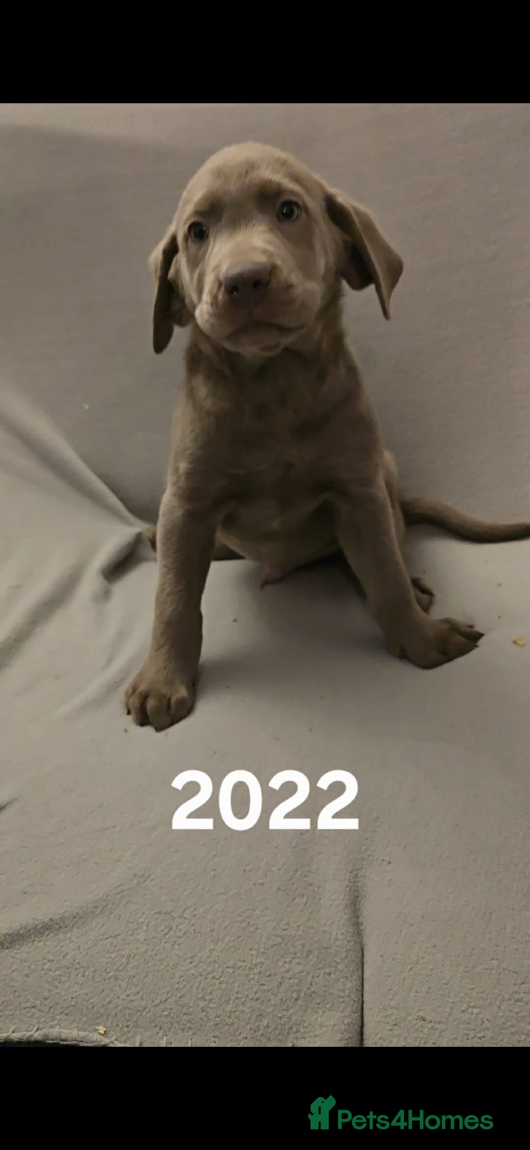 Labrador Retriever dogs for sale: Stunning silver Labradors  - Advert 13