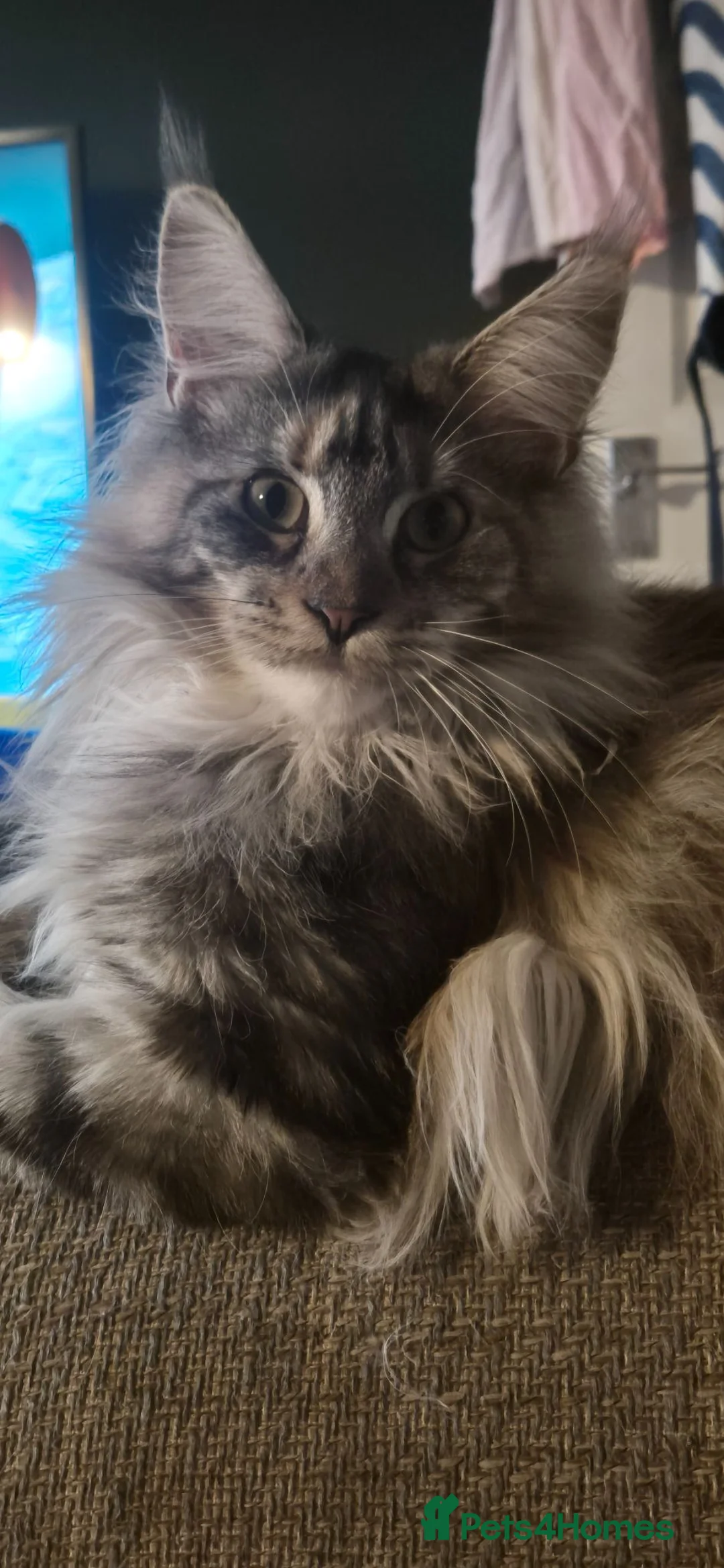 Maine Coon cats for sale: Female maine coon  in Llandudno - Advert 2