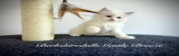 Ragdoll cats for sale: Gorgeous kittens with true ragdoll character - Advert 24