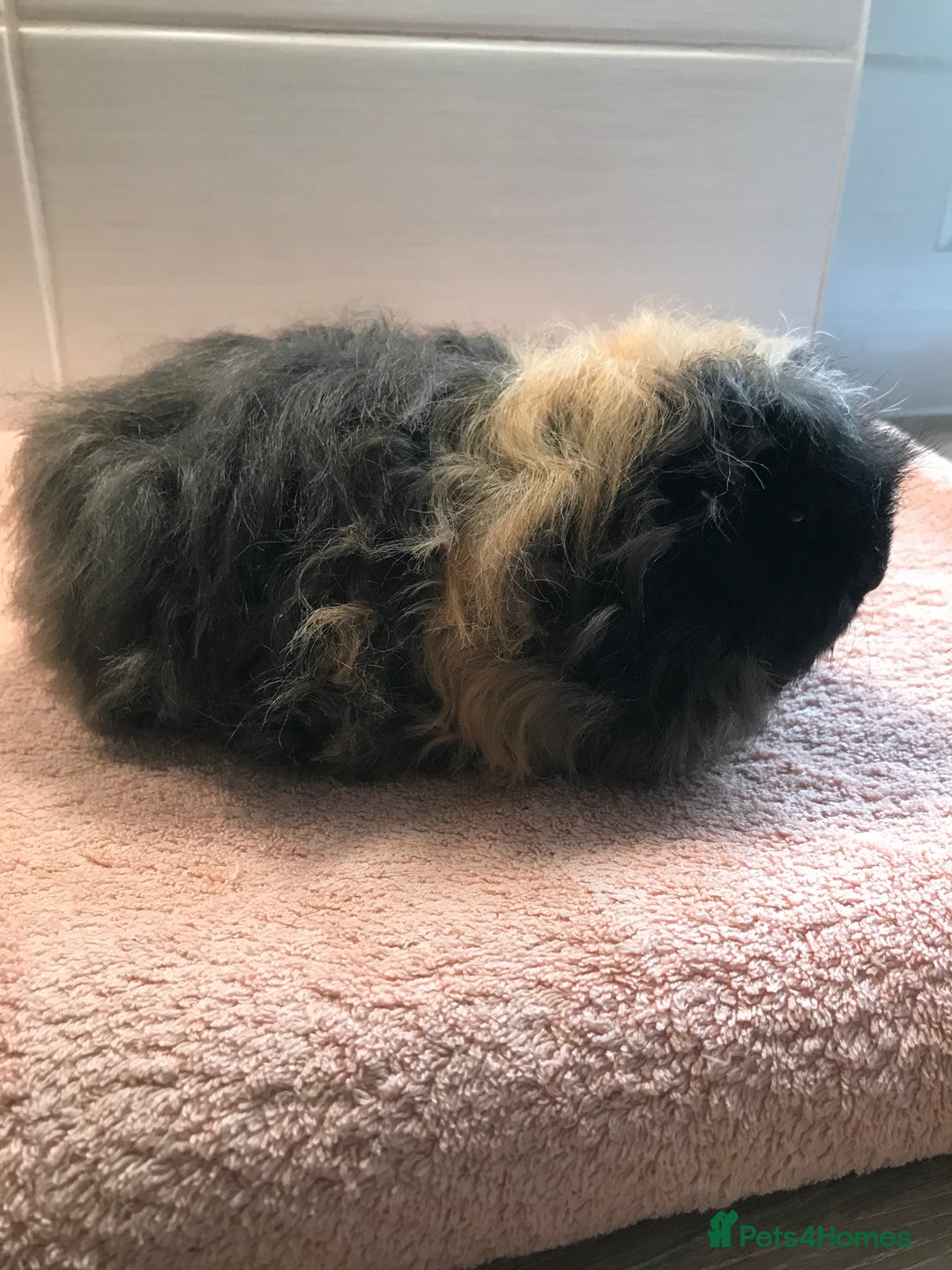 Guinea Pig rodents for sale: Self Black Boar -Pair of Fox Boars and Merino Boar - Advert 11