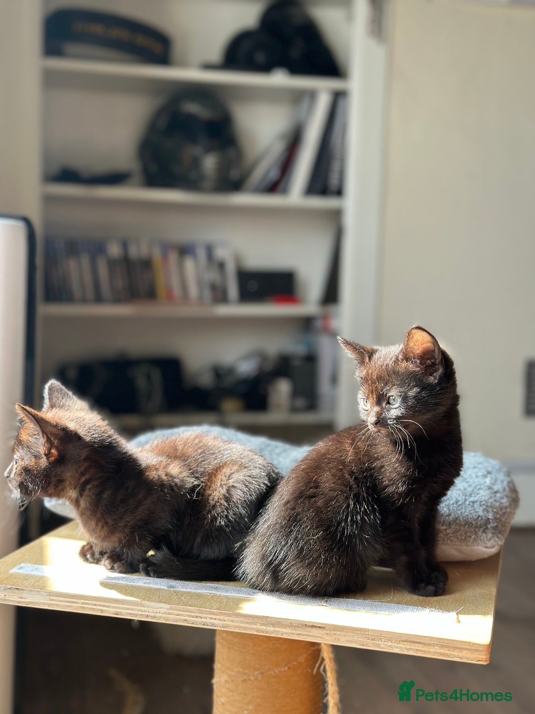 Mixed Breed cats for sale: ❤️ Burmese/White Russian Mixed (kittens) 4 Left - Image 2