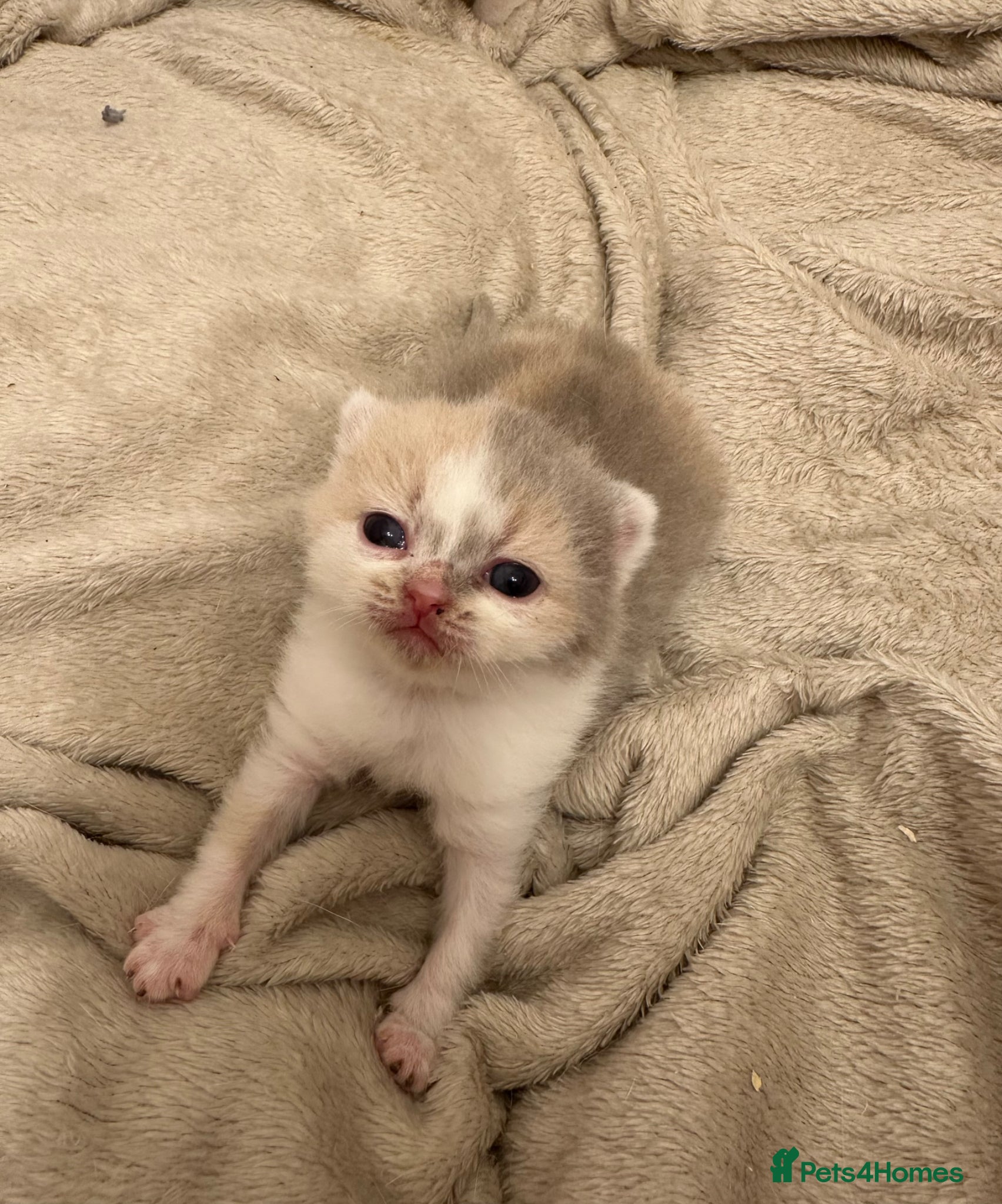 British Shorthair cats for sale: 🐻 Beautiful Pedigree Britishshort🐻 - Advert 2