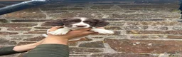 English Springer Spaniel dogs for sale: Two springer spaniel pups  in Okehampton - Advert 5