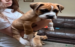 Boerboel dogs for sale: Ysterberg line Boerboel puppies  - Advert 2