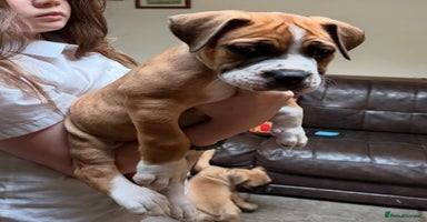 Boerboel dogs - Advert 4