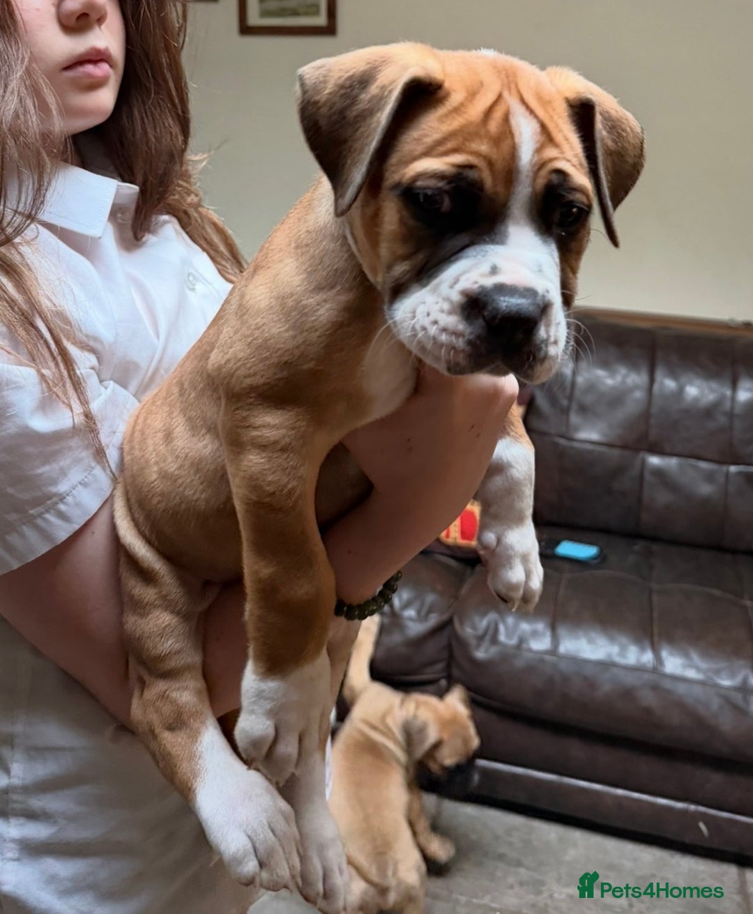 Boerboel dogs for sale: Ysterberg line Boerboel puppies  - Advert 2