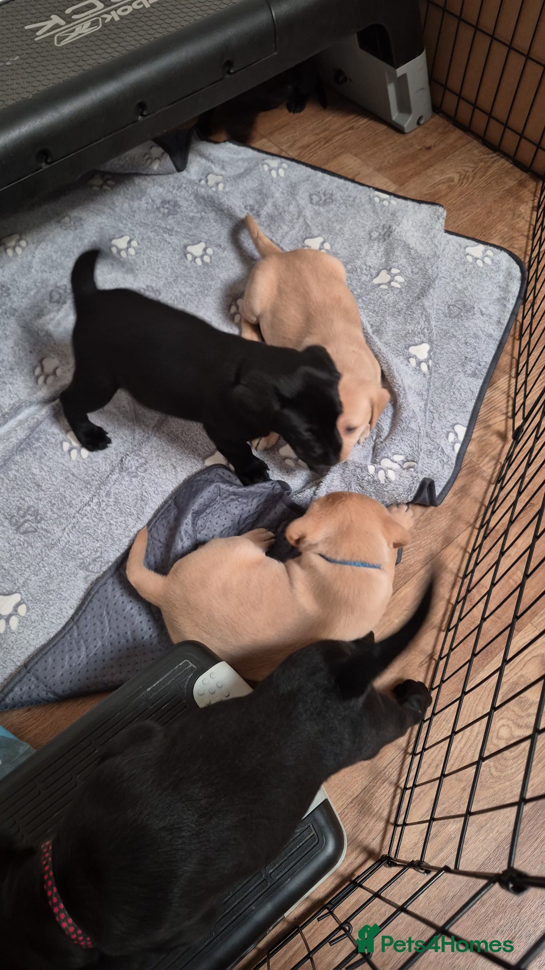 Labrador Retriever dogs for sale: Labrador retriver black and fox red puppies - Advert 13