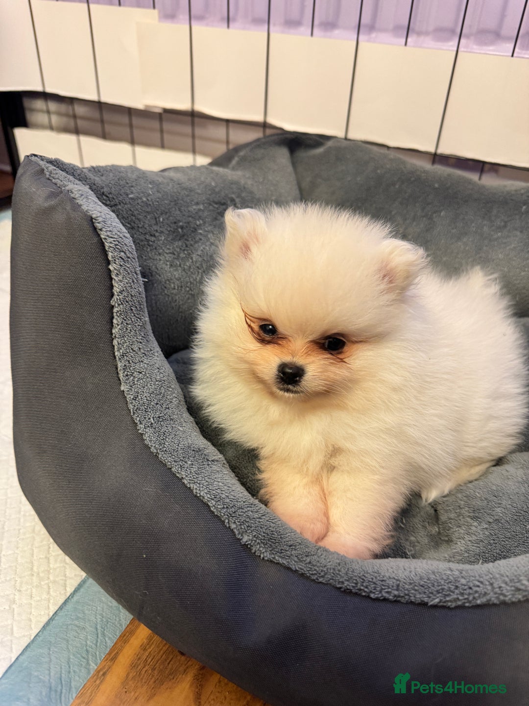 Pomeranian dogs for sale: ❤️Beautiful Pomeranian puppies❤️ - Advert 21