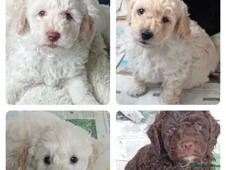 Goldendoodle dogs Adorable Miniature Double Doodle puppies - Advert 3