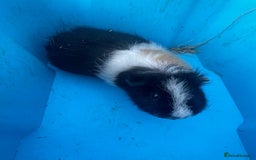 Guinea Pig rodents for sale: Female guinea pig  - Image 3