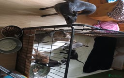 Whippet dogs for sale: 2 whippet pups left ( 1 bitch & 1 boy) - Image 3