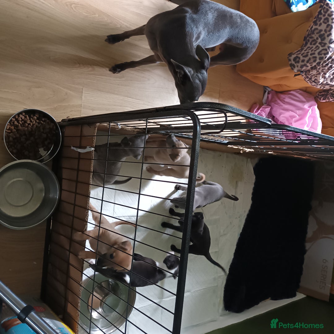 Whippet dogs for sale: 2 whippet pups left ( 1 bitch & 1 boy) - Image 3