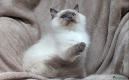 Ragdoll cats for sale: GCCF REG PET KITTENS CHAMPION IMPORT BLOODLINES - Image 19