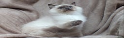 Ragdoll cats for sale: 2 RAGDOLL KITTENS TO GO TOGETHER CHAMPION IMP BL - Advert 16