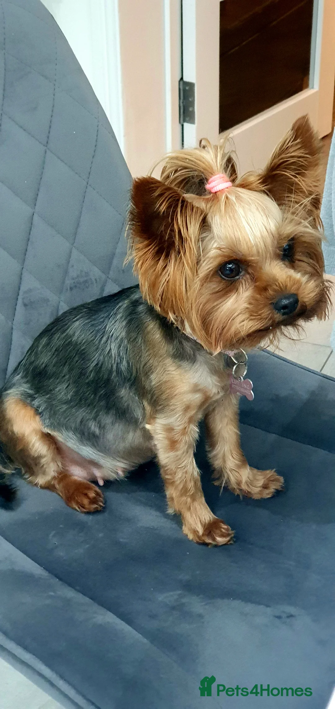 Yorkshire Terrier dogs for sale:  Beautiful little yorkie girl 🐶💕 in Leighton Buzzard - Advert 15