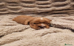 Cavalier King Charles Spaniel dogs for sale: Cavalier king charles spaniel puppies  - Advert 18