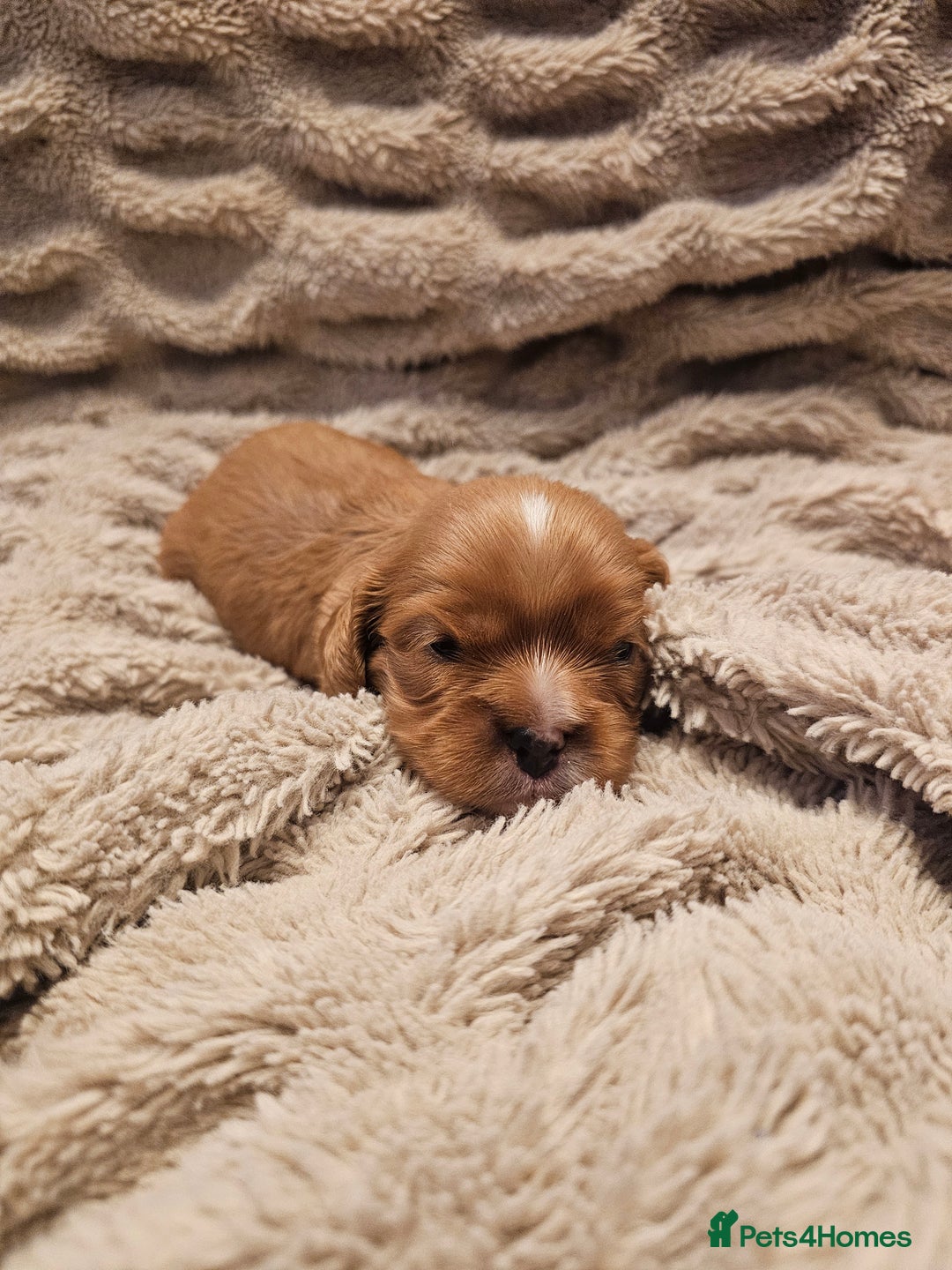 Cavalier King Charles Spaniel dogs for sale: Cavalier king charles spaniel puppies  - Advert 18