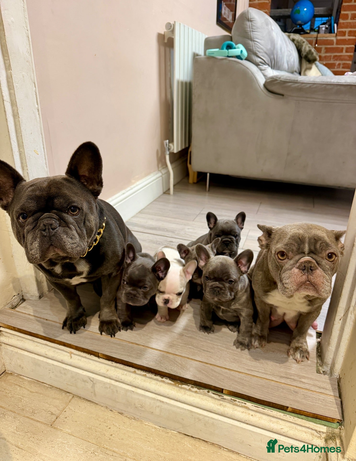 French Bulldog dogs Pedigree French Bulldog Puppies – Home-Raised - Advert 2
