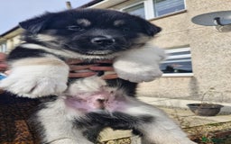 Mixed Breed dogs for sale: Husky x Malamute\English Bulldog - Image 2