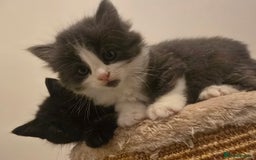 Mixed Breed cats for sale: Must be viewed stunning kittens - Image 4