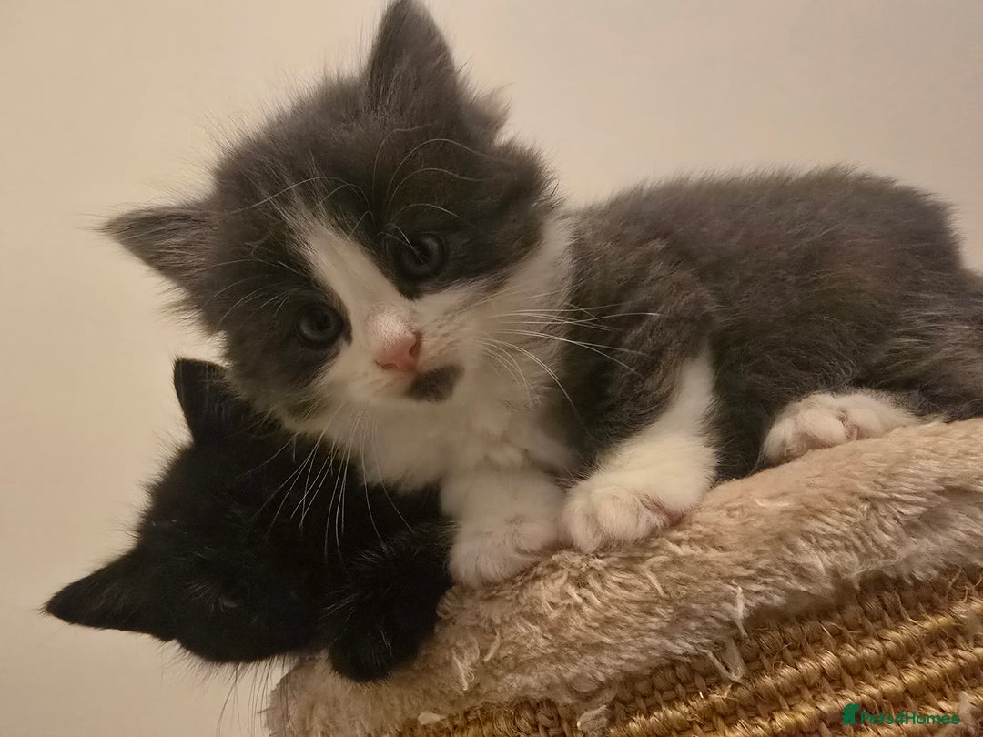 Mixed Breed cats for sale: Must be viewed stunning kittens - Image 4