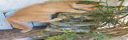 Mixed Breed cats for sale: Gorgeous Kittens  - Advert 5