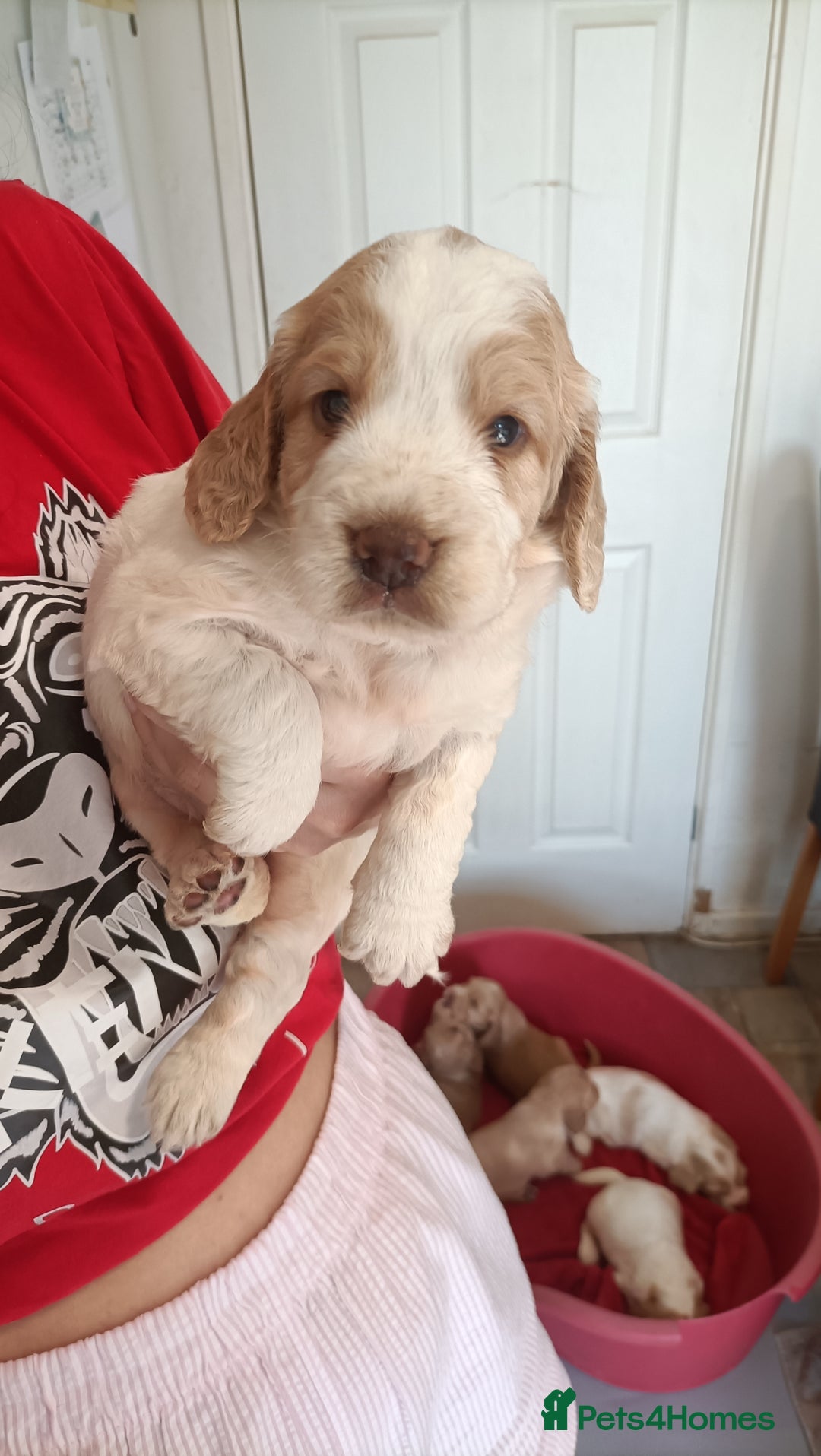 Cockapoo dogs for sale: Cockapoo F1B - Image 6