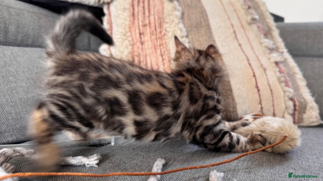 Bengal cats for sale: 💎Cashmere Bengal kittens (Bengal- Longhair) 💎 - Image 16