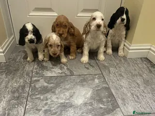 Cocker Spaniel dogs OUTSTANDING ADORABLE SHOW TYPE COCKER SPANIEL - Advert 1