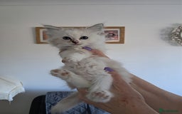 Ragdoll cats for sale:  2 female beautiful Ragdoll kittens left - Image 6