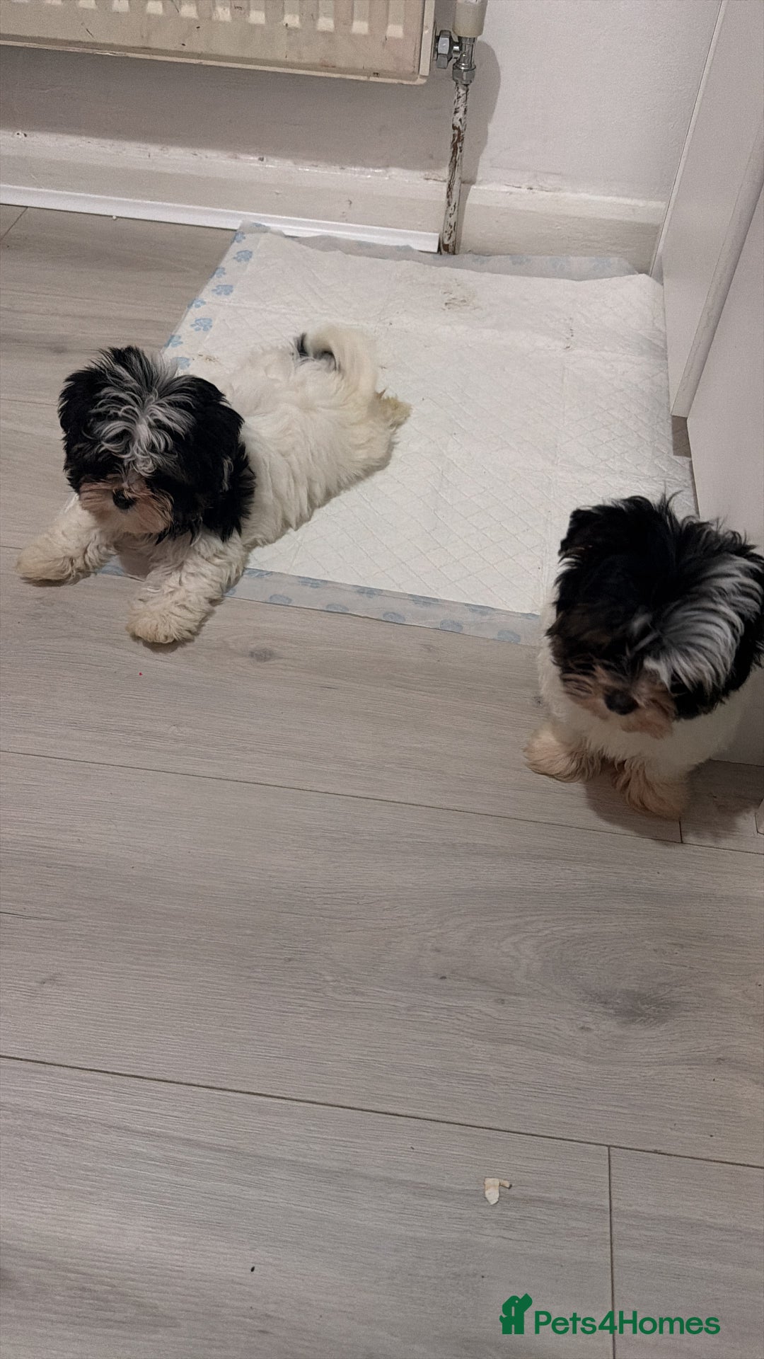 Yorkshire Terrier dogs for sale: Brewer terriers  - Advert 1