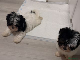 Yorkshire Terrier dogs Brewer terriers - Advert 3