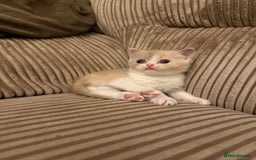 British Shorthair cats for sale: Stunning litter of kittens  - Advert 3