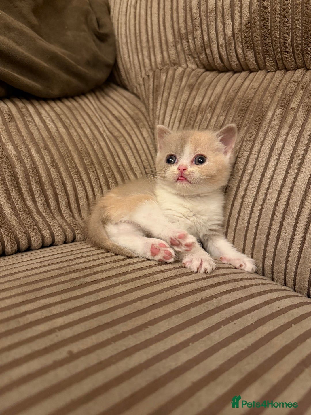 British Shorthair cats for sale: Stunning litter of kittens  - Advert 3
