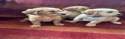 Golden Retriever dogs for sale: Kc registered golden retriever puppies  - Advert 9