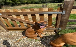 Boxer dogs for sale: Beautiful Boxer Puppies – Due Mid-November - Image 8