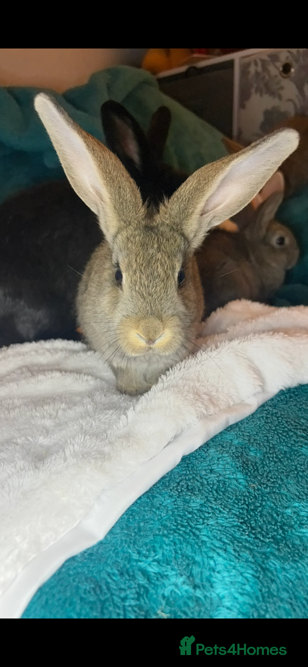 Continental Giant rabbits for sale: Beautiful continental giant baby rabbits ready  - Advert 8