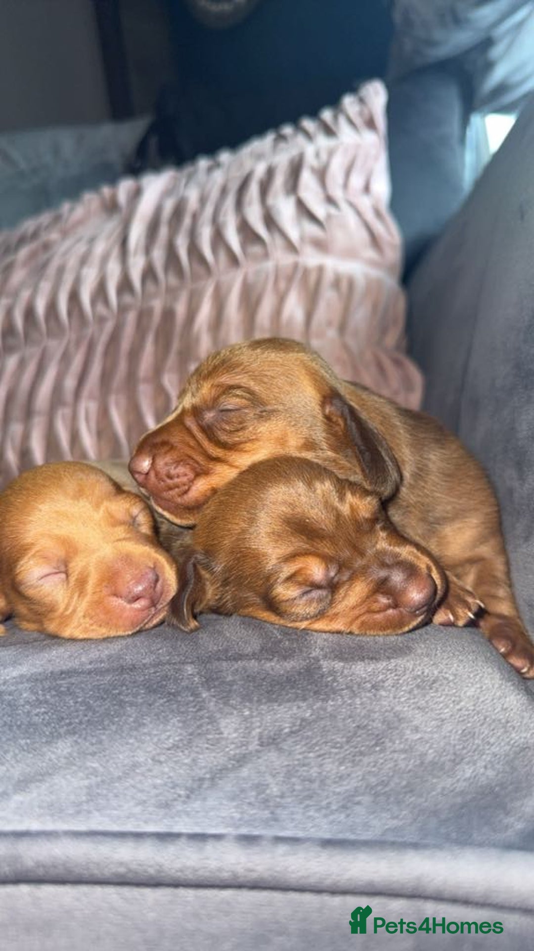 Miniature Dachshund dogs for sale: 3 gorgeous miniature daschunds - Image 19